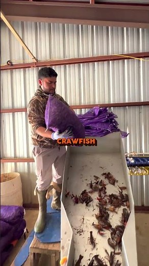 Louisiana Crawfish | Farm to Table