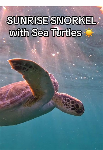 Experience Sunrise Snorkeling with Sea Turtles