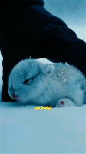 Man Rescues Rabbit From Wolves – What Happens Next Is Crazy #rescueanimals