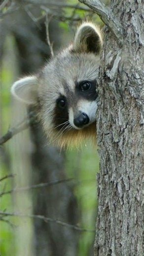 Raccoon: Cute, Clever, and Curious 🦝 #animals #wildlife
