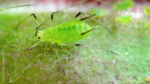 Extreme Closeup of a Tiny Aphid. Video FullHD 1080p