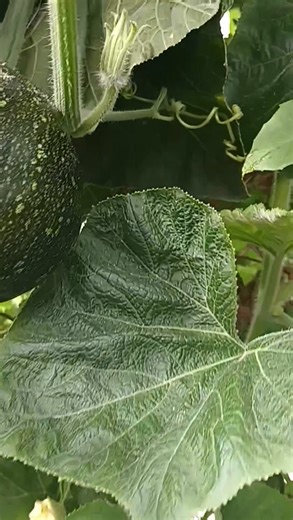 Guerilla farming done right. | Survival 101 For Dummies