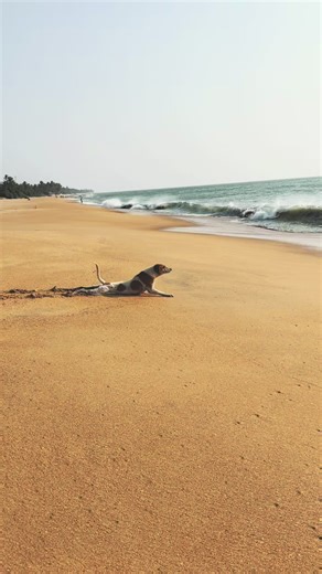 Cute Dogs Dancing on the Beach in Sri Lanka