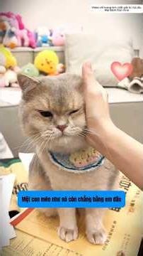 🐱 Mèo Thần Chiêu Tài Bị Bắt Cóc! 😱