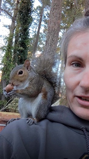 804K views · 27K reactions | When she started taking fluff from her rescuer's house to build her own nest  Kat told us how her dogs treated Bonnie like she was part of the family, and how there hasn't been a day that she hasn't come back to say hi! Keep up with Miss Bonnie McSquirrely on TikTok: thedo.do/missbonnieMcSquirrely and Instagram: https://thedo.do/MissBonnieMcSqu | The Dodo | Facebook