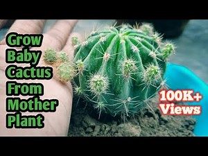 Best Way To Grow Baby Cactus with this method || Cactus Propagation ( With Update) Part 1