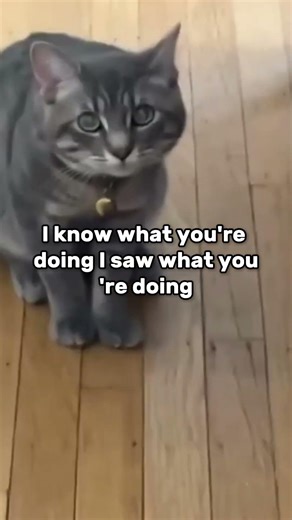 You won’t believe what this cat just attempted!