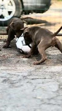 American pitbull terrier kennel Portugal