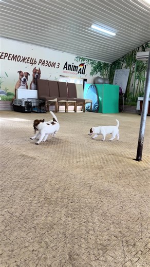 Adopt Your Beautiful Jack Russell Terrier Today!