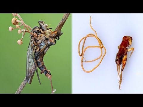 3 Creatures That Can Control Minds — Nature’s Real-Life Parasites