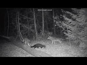 Crazy Trail Camera Clip Compilation (Fall 2024)