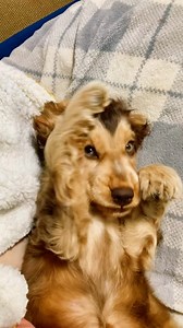 13K views · 406 reactions | She was born in exactly the right era. To learn about how cocker spaniels lived in different eras, and why they are more than just ridiculously pretty faces and silky ears, check out our breed guide on Digest (link in bio). : @thelylashow_ | The Farmer's Dog | Facebook