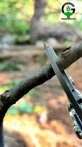 Apple tree grafting | Grafting fruit plants best and easy technique #shorts #grafting #garden #tips | Easy Grafting Techniques