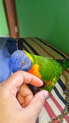 rainbow lorikeet funny dancing parrot #lorikeet #parrot #funny # lorikeet #shorts