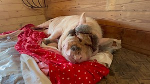 16K views · 1.5K reactions | I wanted to sneak in and get a video of him snoring but I think he can smell me because he wakes up even without me making a sound. It’s a little tough for him to roll over and get on his feet but at least he wakes up in a good mood every morning. 珞 | Frog Song Farm Sanctuary | Facebook