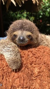What a sweet little face 💕 | Sloth Lovers