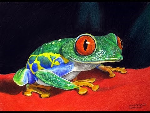 FREE LESSON In How To Draw Realism of Red-Eyed Tree Frog, Time Lapse Drawing by C. Shellhammer
