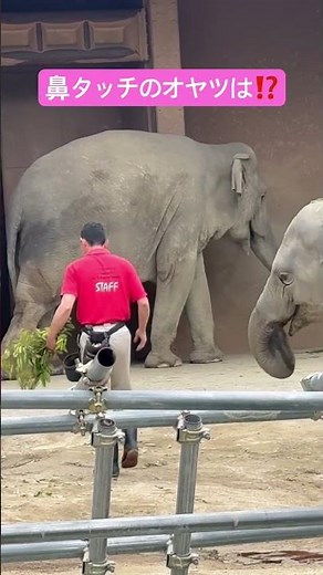 【東山動物園】オヤツを求めて飼育員さんを追いかける🐘#elephant