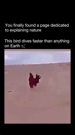 Explaining Nature on Instagram: "This 61-second educational video explains the peregrine falcon’s famous stoop dive — a high-speed aerial attack where it pulls in its wings and drops like a guided missile, using its tail for precise steering. In this streamlined freefall, peregrines can reach speeds close to 390 km/h, overtaking prey in mid-air with incredible accuracy. Scientific studies show these dives regularly exceed 320 km/h, with intense aerodynamic forces allowing the bird to make sharp