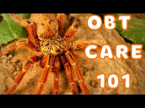 Orange Baboon Tarantula Care | Best Tarantulas for Beginners? Pterinochilus murinus