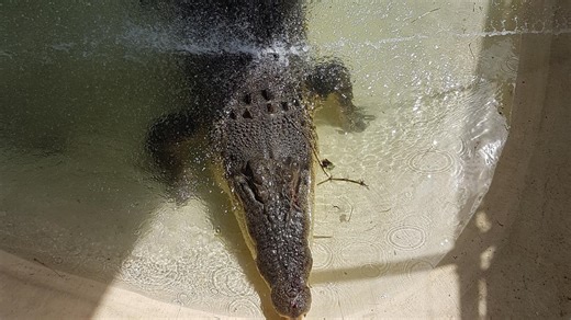 ‘Not meant to be here’: How did massive croc wind up in weird spot?