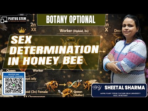 Sex Determination in Honey Bee | Haplodiploidy Explained | Biology by Sheetal Sharma Mam