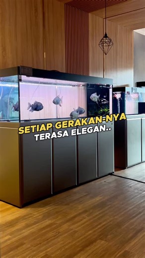 Mayin Internasional on Instagram: "Bagi banyak hobbyist, aquarium adalah ruang untuk melepas penat. Melihat ikan berenang dengan tenang di air yang jernih sudah cukup untuk menghadirkan rasa nyaman.. Agar pengalaman itu semakin maksimal, pencahayaan yang natural menjadi kunci. Lampu View Mayin membantu menampilkan visual aquarium menjadi natural, pencahayaannya tidak merubah warna air! 😍 #mayin #mayininternational #lampuviewmayin"