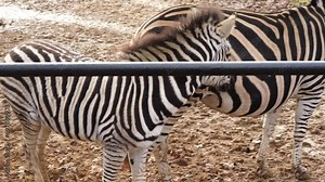 zebra family walks in the zoo. High quality FullHD footage