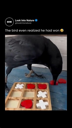 Nature on Instagram: "Checkmate—or rather, tic-tac-toe! In this impressive display of avian intelligence, a clever crow takes on a human opponent in a classic game of strategy. Using its beak to place red hearts while the human plays with white crosses, the bird not only follows the rules but actually wins by completing a perfect line of three. While the "realization" of winning is a fun bit of anthropomorphism, the skills on display are very real. Crows and other corvids are renowned for their 