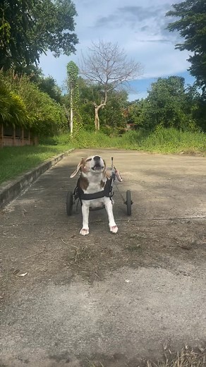 4.3K views · 399 reactions | Me trying to scared another dog with my hoarse voice  •⁣⁣⁣⁣⁣⁣⁣⁣⁣⁣⁣⁣⁣⁣⁣⁣⁣⁣⁣⁣⁣⁣⁣⁣⁣⁣⁣⁣⁣⁣⁣⁣⁣⁣⁣⁣⁣⁣⁣⁣⁣⁣  @cutiethebeagle #beagle | Beagle Lovers | Facebook