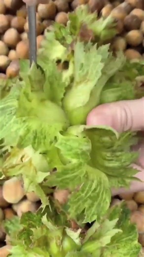 Skilled Workers Picking Hazelnuts – Real Farm Process