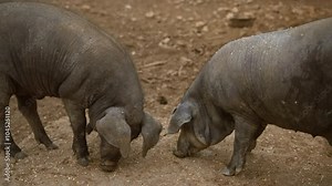 Pigs rooting in a muddy outdoor enclosure with a rural farm setting