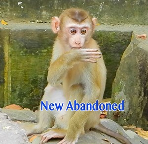 Welcome So Gorgeous New Abandoned Baby Monkey Release To Leave In Sovan Troop | Monkey Daily TV