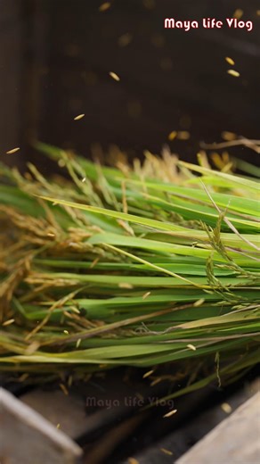 797K views · 31K reactions | Rice feeds more than half of the world's population.Every grain of rice on your plate represents hard work. | Maya Life Vlog | Facebook