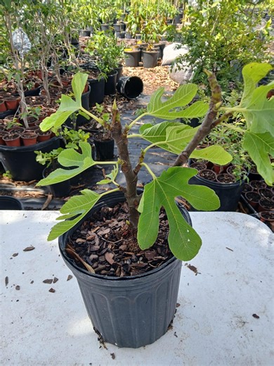 Brown Turkey Fig Fruit Tree (ficus Carica) - 1 Gallon - Etsy