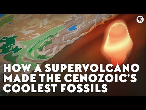 How a Supervolcano Made the Cenozoic’s Coolest Fossils