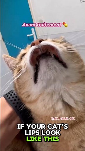 Your Cat’s Swollen Lip Isn’t Cute — It’s a Health Warning! 🐱⚠️