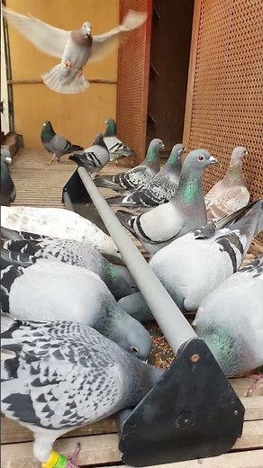 The best shots from raising carrier pigeons