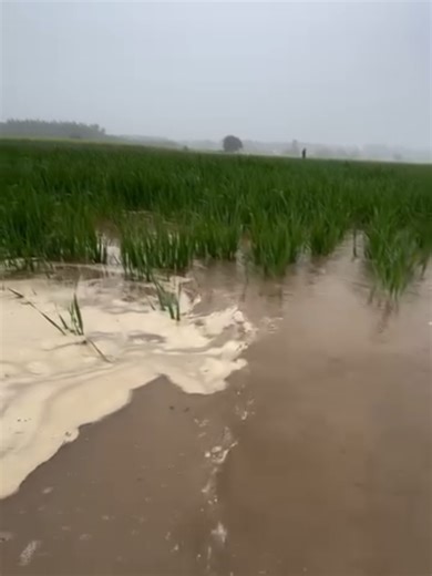 Stunning Farm Views of Punjab in January