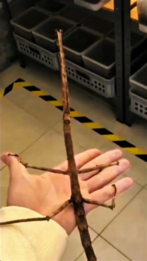 Before and After AMAZING Insects Transformation!!