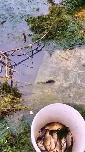 Fishing Techniques for Successful Catching