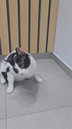 Cerebellar Hypoplasia in Cats 🐱🧠A congenital neurological condition where the cerebellum is underdeveloped, leading to ataxia, tremors, and uncoordinated movements. Often seen in kittens exposed… | Kanwar Umar Khatab