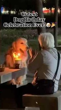 Cutest Dog Birthday Celebration Ever #funny #shortvideo #youtubeshorts #youtube #viral #trending