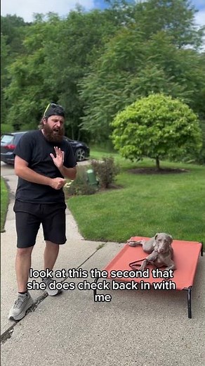 How to Train Your Dog to be Calm
