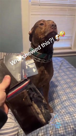 Who chewed this ??!!🐶🐶🤪🤪#dogsoftiktok #funnypets #fyp #dogs #doglover