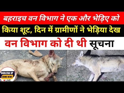#bahraich बहराइच वन विभाग ने एक और भेड़िए को किया शूट, दिन में #Badlega up crime