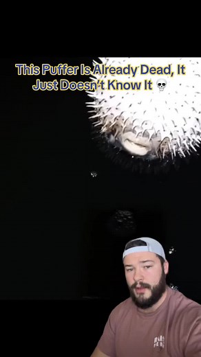 Pufferfish: The Explosive Truth Behind Their Defense Mechanism