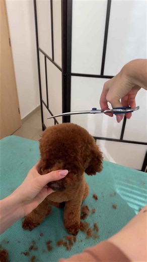 Teddy Bear cut #poodle