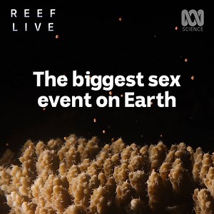 44K views · 226 reactions | Coral spawning is one of the world's greatest natural phenomenons — and it's truly a sight to behold.  | ABC iview | Facebook