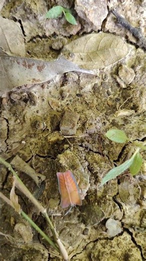 Stunning Shield Bug Nymph — A Hidden Gem of the Forest #nature #shorts #nature1 #natureshorts